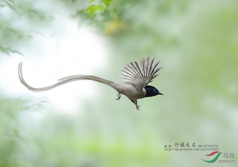 林<em>中仙子</em>寿带<em>鸟</em>--行摄无忌老师作品集锦 - 陕西