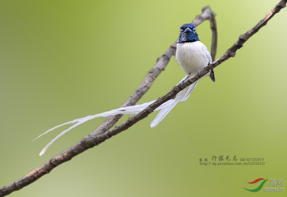 林<em>中仙子</em>寿带<em>鸟</em>--行摄无忌老师作品集锦 - 陕西