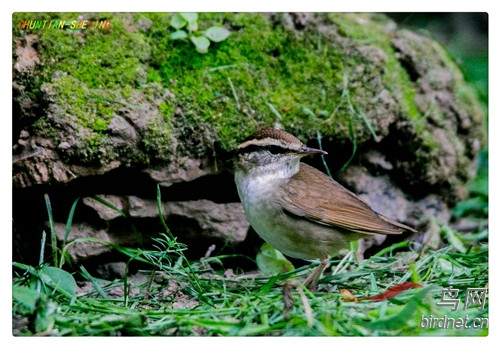 鳞头树莺