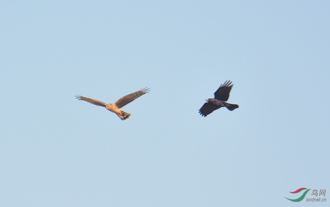 鹰逮灰椋鹊撵鹰,乌鸦助阵帮鹊兄。 - 河南版 He