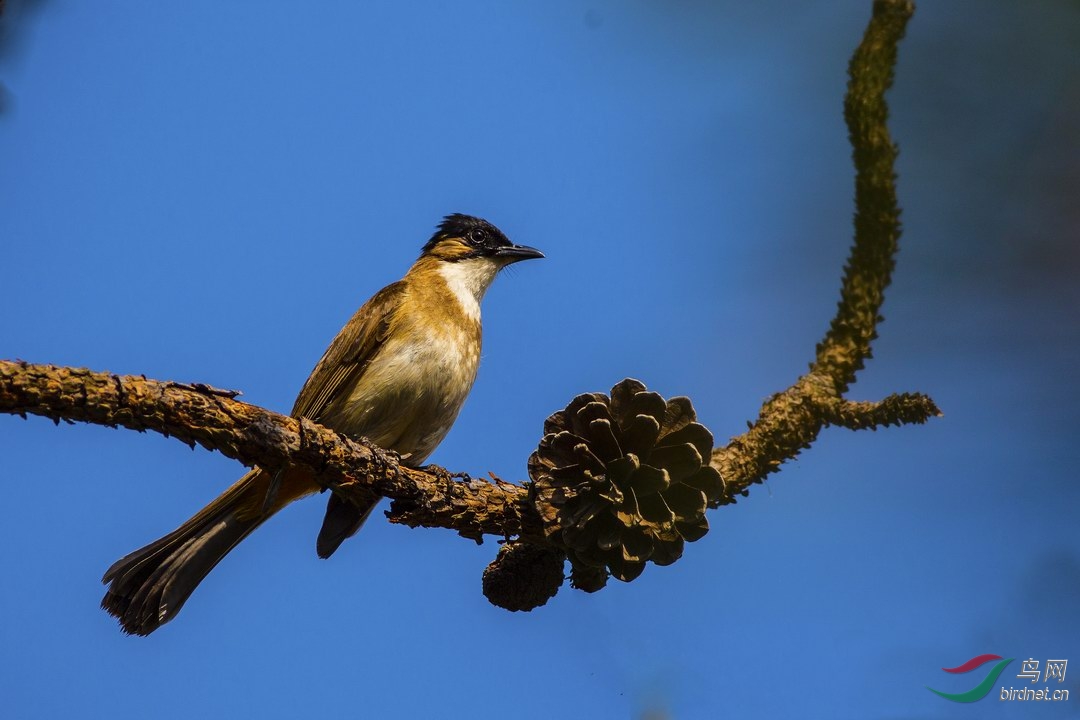 黄臀鹎等几种昆明地区常见的鹎科的鸟