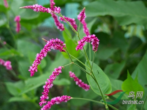 红蓼花