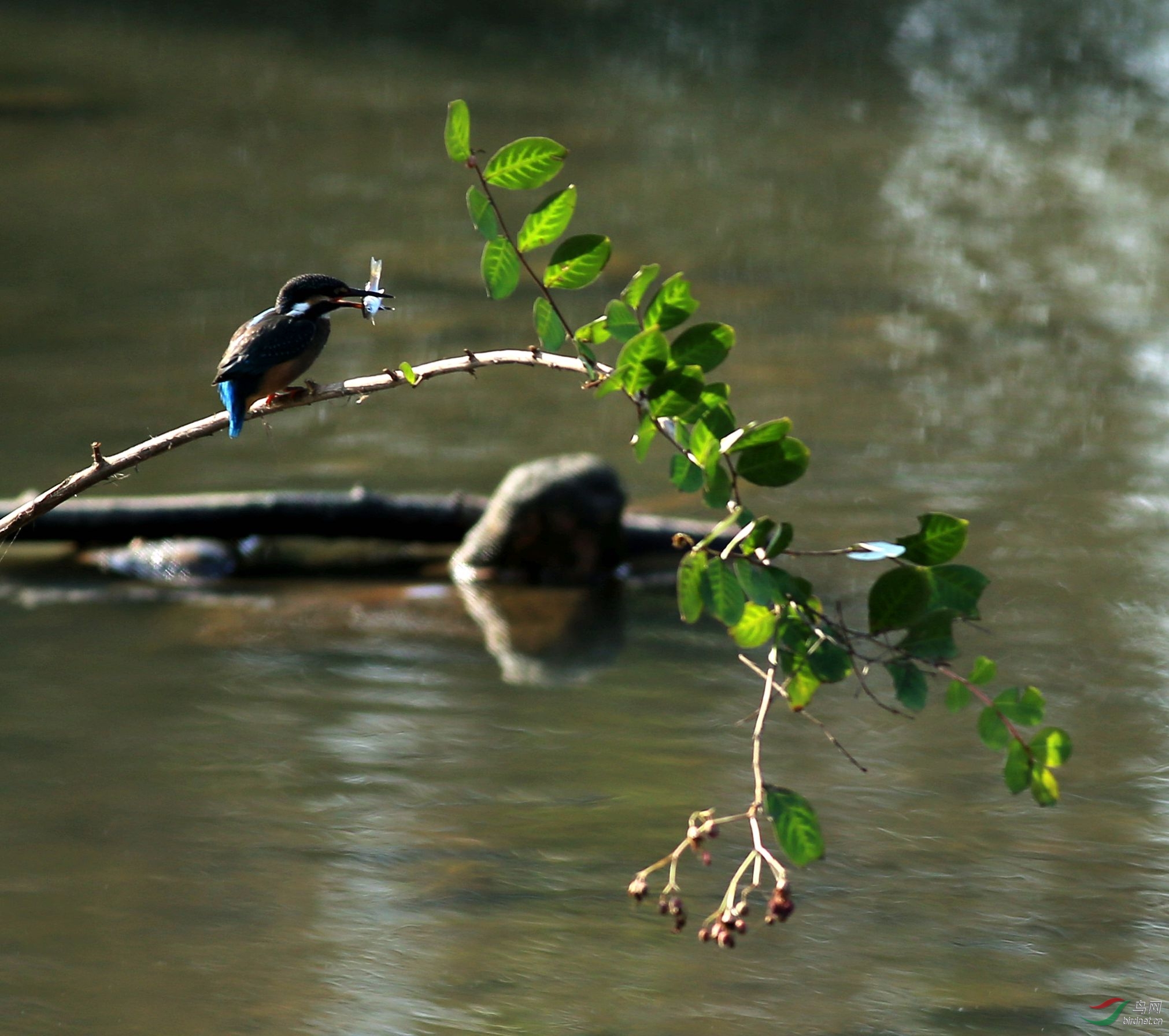 几张小翠(顺带为北戴河湿地的环境问题多说几