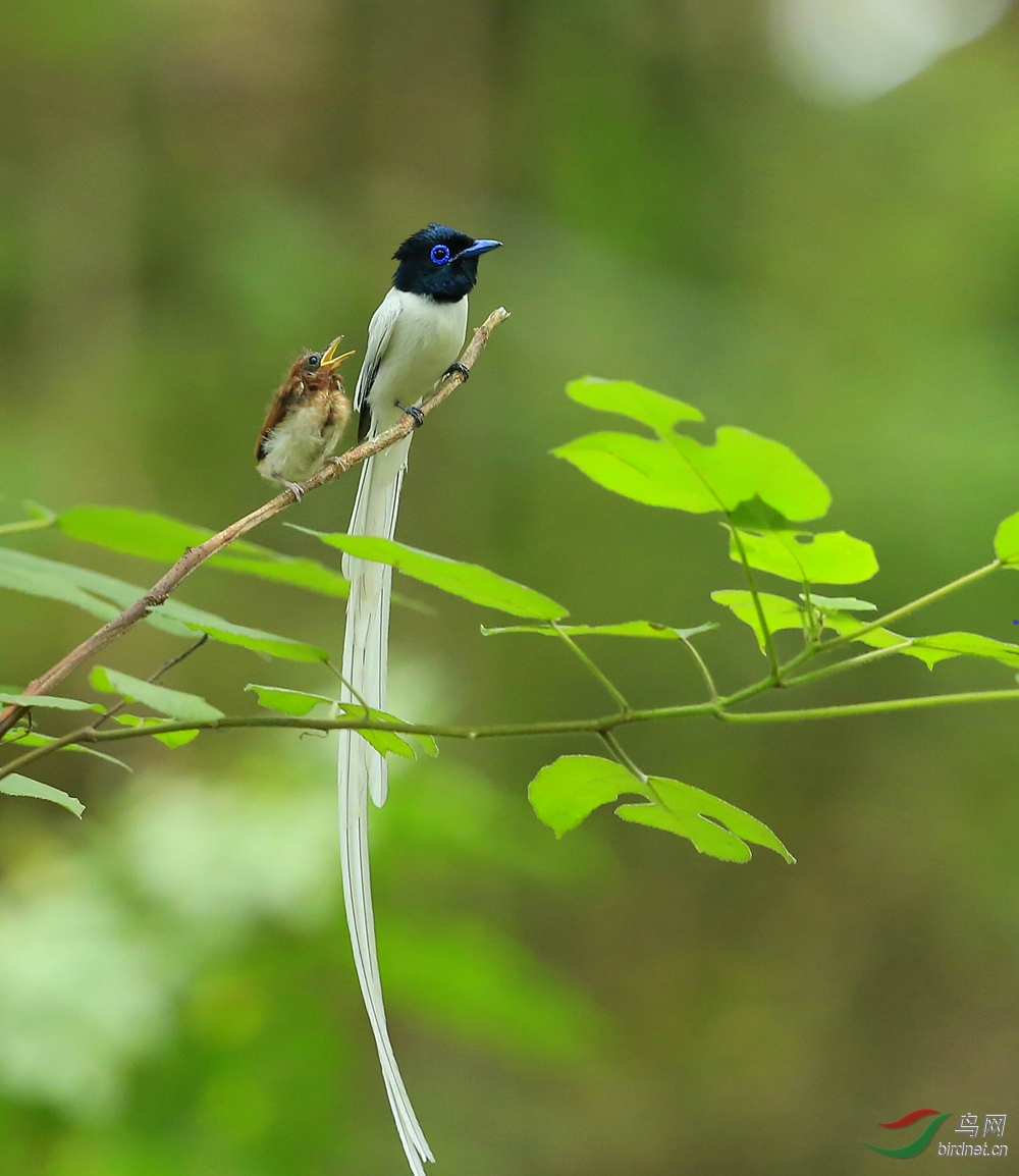 白寿带 - 三门峡生态 鸟网