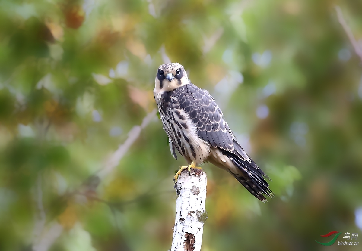 隼是什么鸟图片 162647hzsai5x88m6xbjwj.jpg