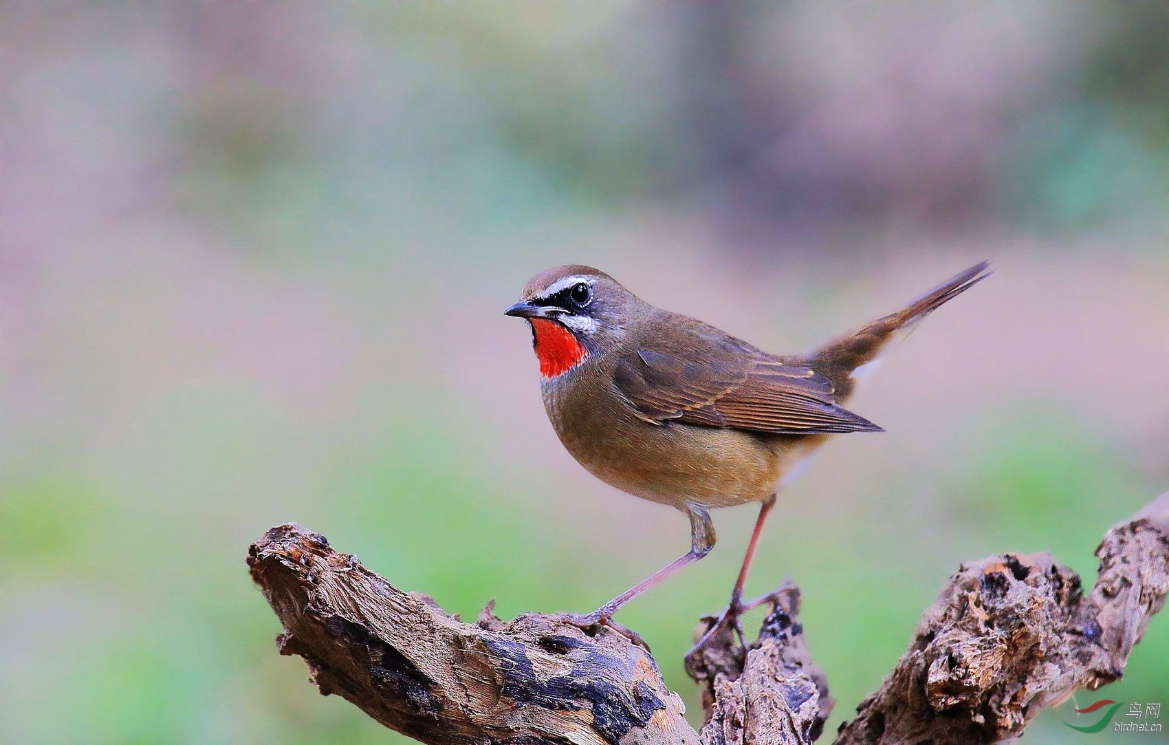 求教:哪位老师用过尼康口适马120-300mm\/2.8