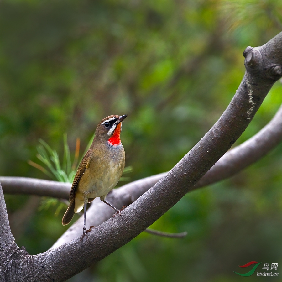 红喉歌鸲祝鸟友节日快乐! - 林鸟版 Forest Bird