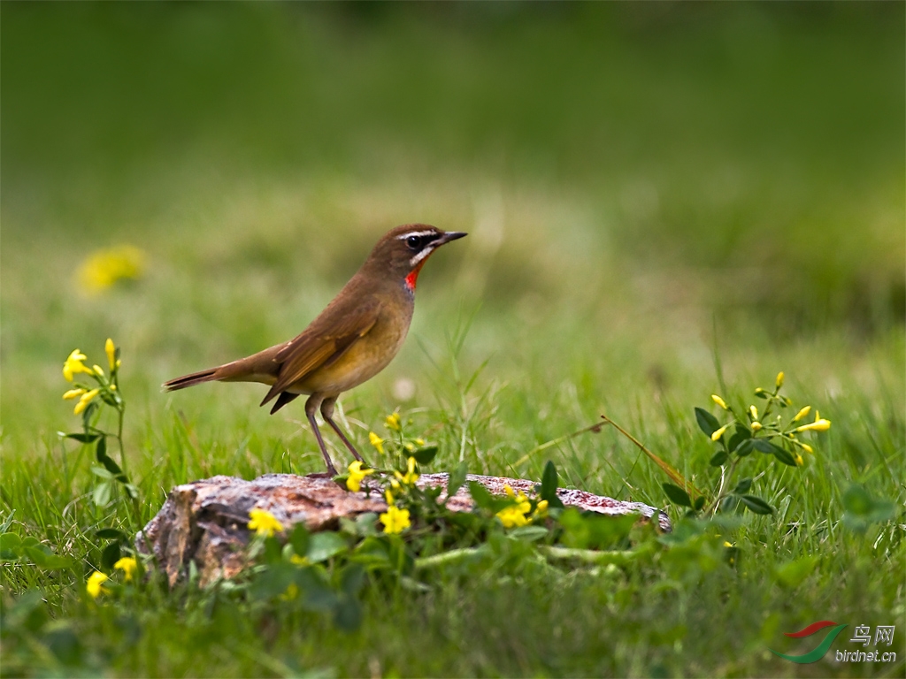 红喉歌鸲祝鸟友节日快乐! - 林鸟版 Forest Bird