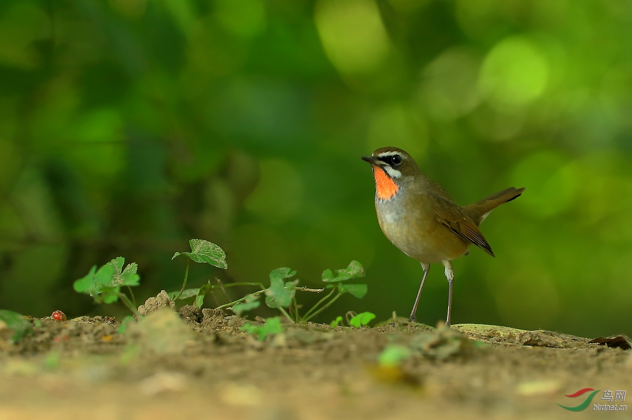 红喉歌鸲 · 祝节日快乐! - 河南版 He'nan 鸟网