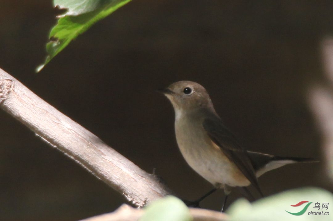 林美美 - 林鸟版 Forest Birds 鸟网