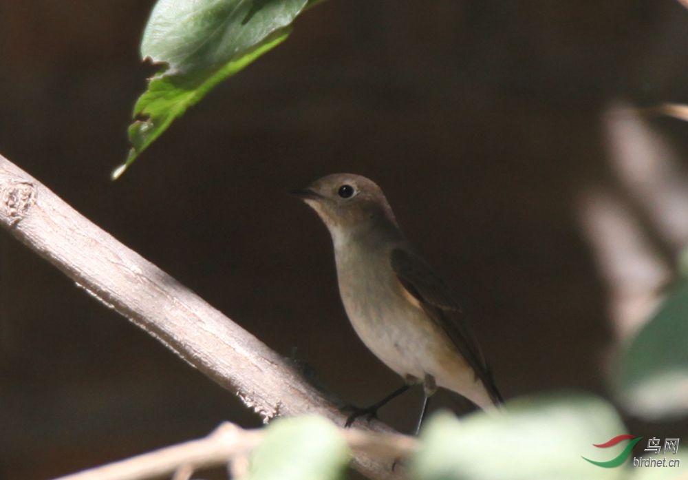 林美美 - 林鸟版 Forest Birds 鸟网
