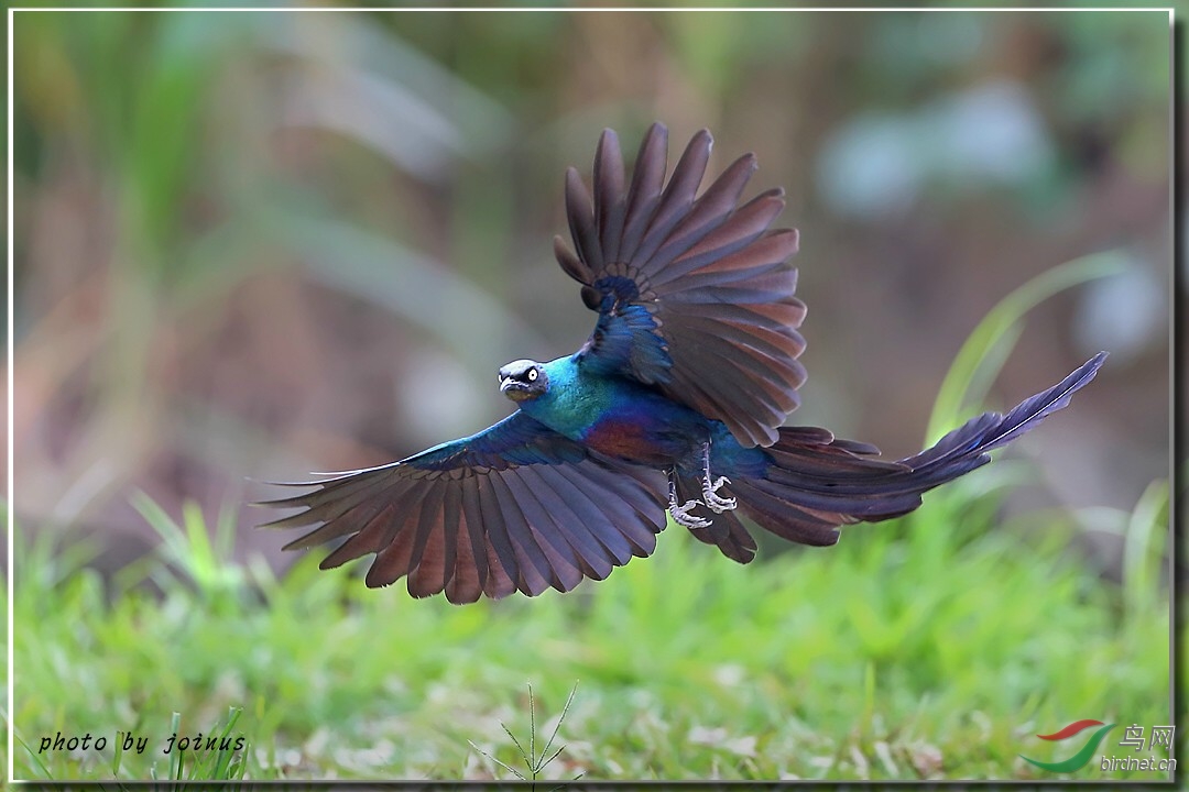 (长尾辉椋鸟)长尾辉椋鸟(long-tailed glossy starlings)