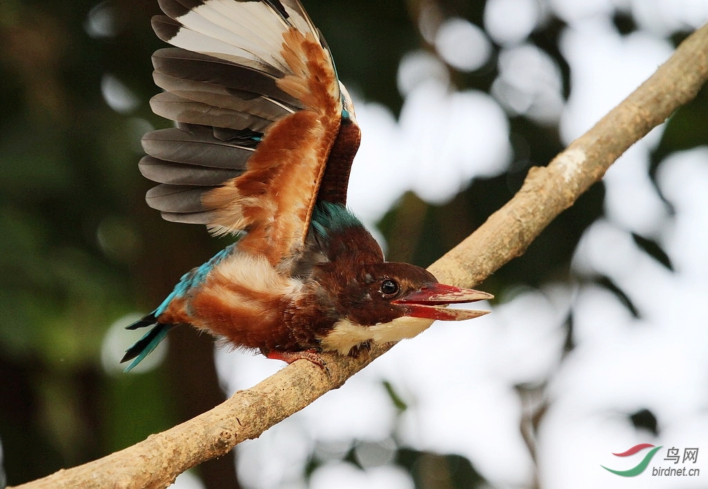 战前准备-- - 黑龙江版 Heilongjiang 鸟网