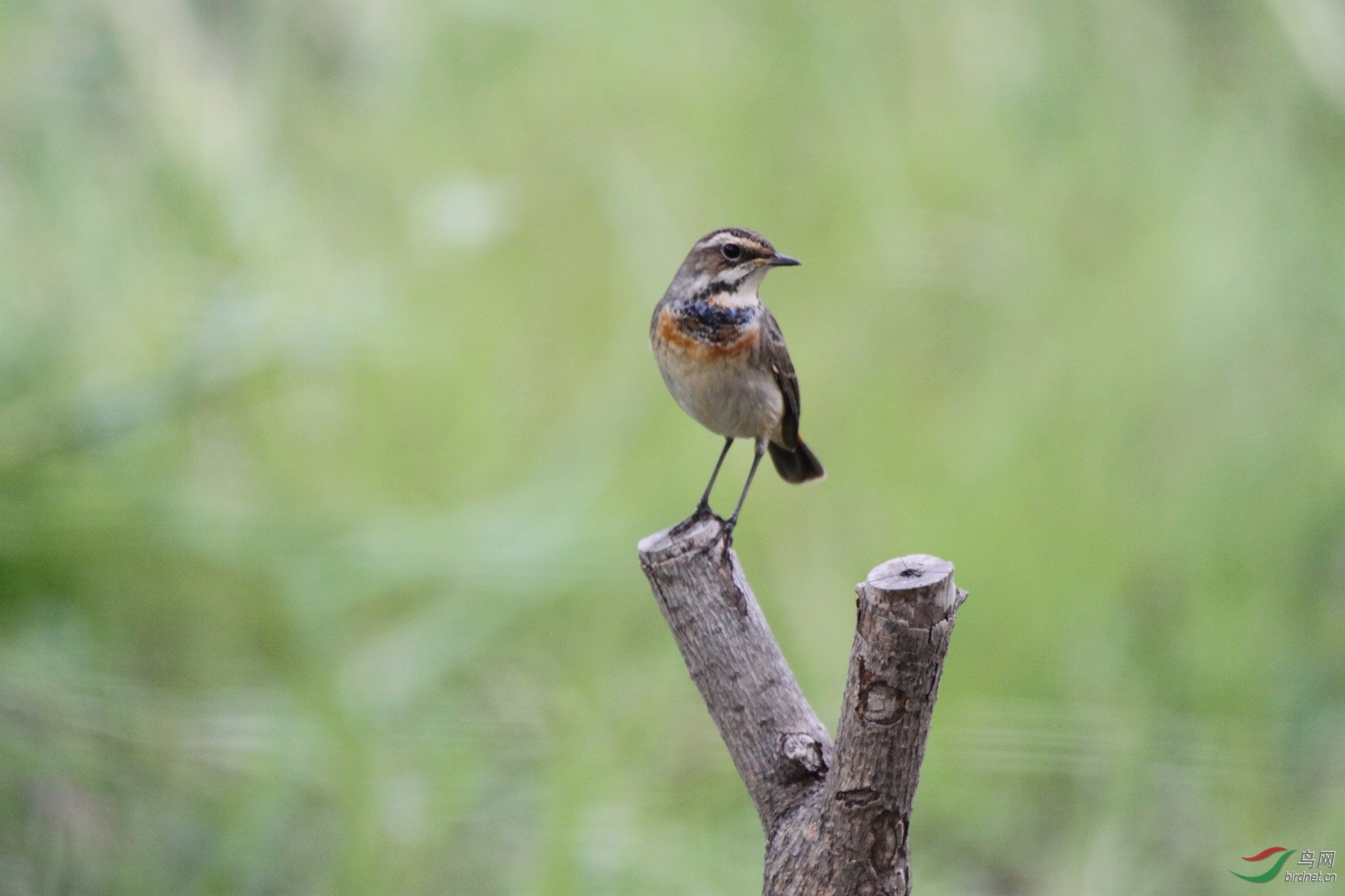 红靛颏、蓝靛颏 - 北京版 Beijing 鸟网