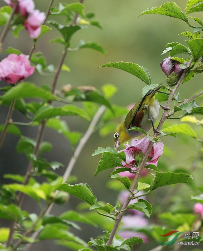 木槿花开绣眼来。 - 北京版 Beijing 鸟网