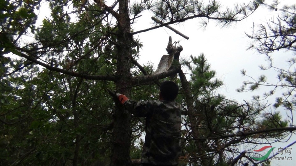 榆树支援老铁山志愿者清网救鸟 - 第2页 - 吉林