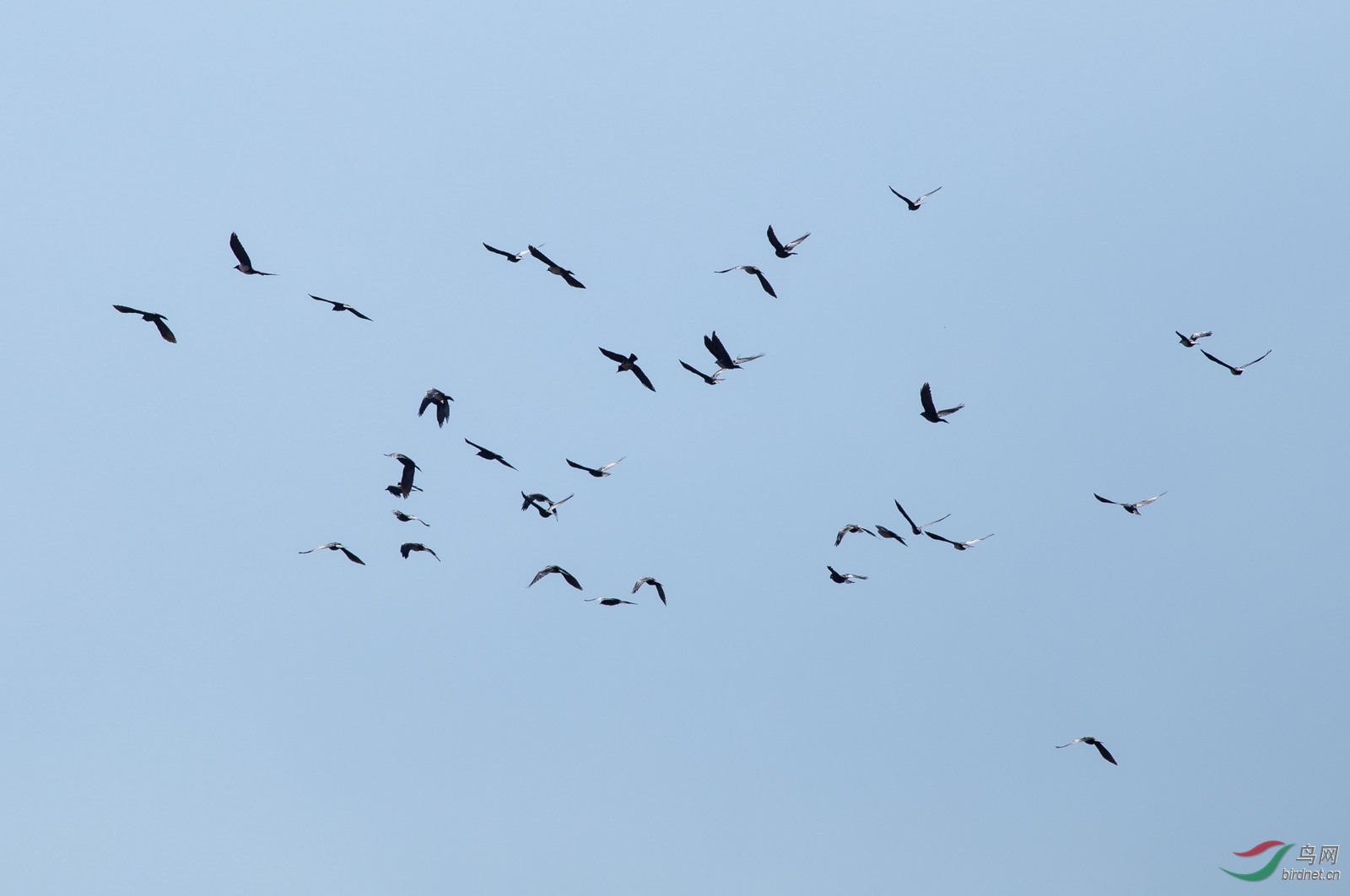 在公庙子看到壮观的达乌里寒鸦群 - 内蒙古版
