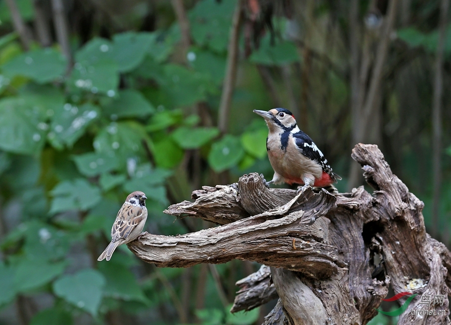 首拍森林卫士---记录大斑啄木鸟 - 北京版 Beij