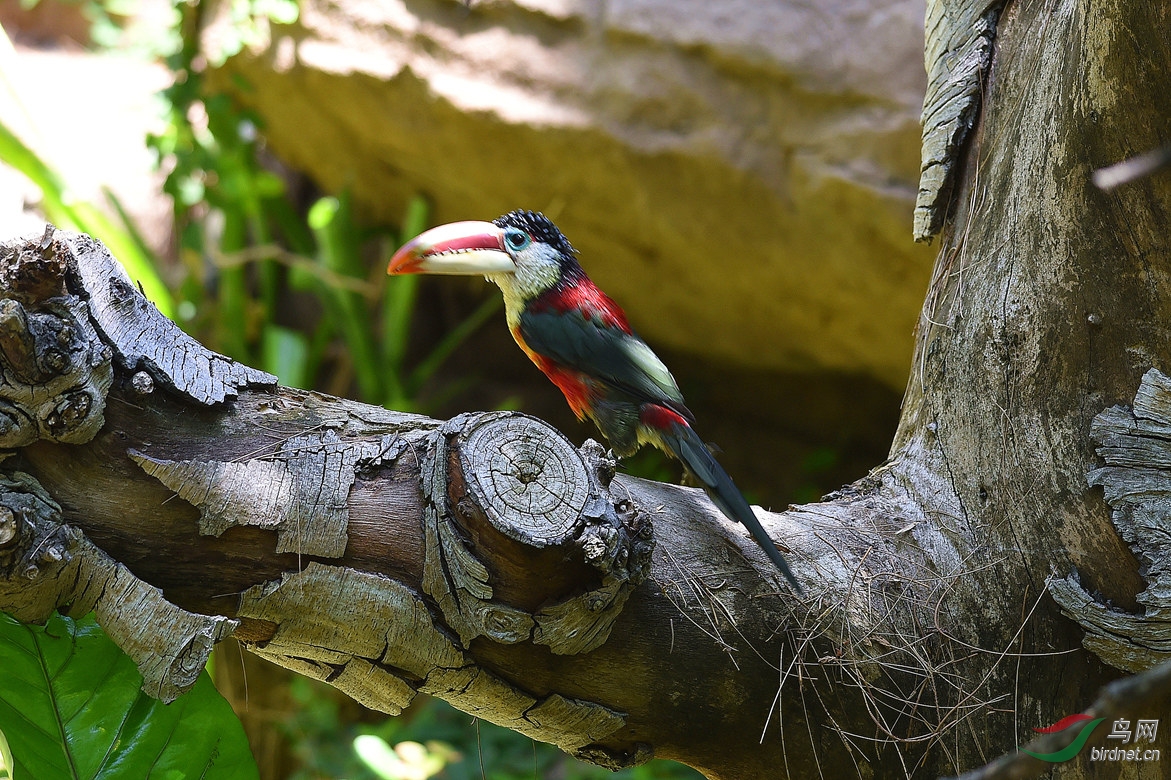 【曲冠阿拉卡莺鴷】 - 广西版 Guangxi 鸟网