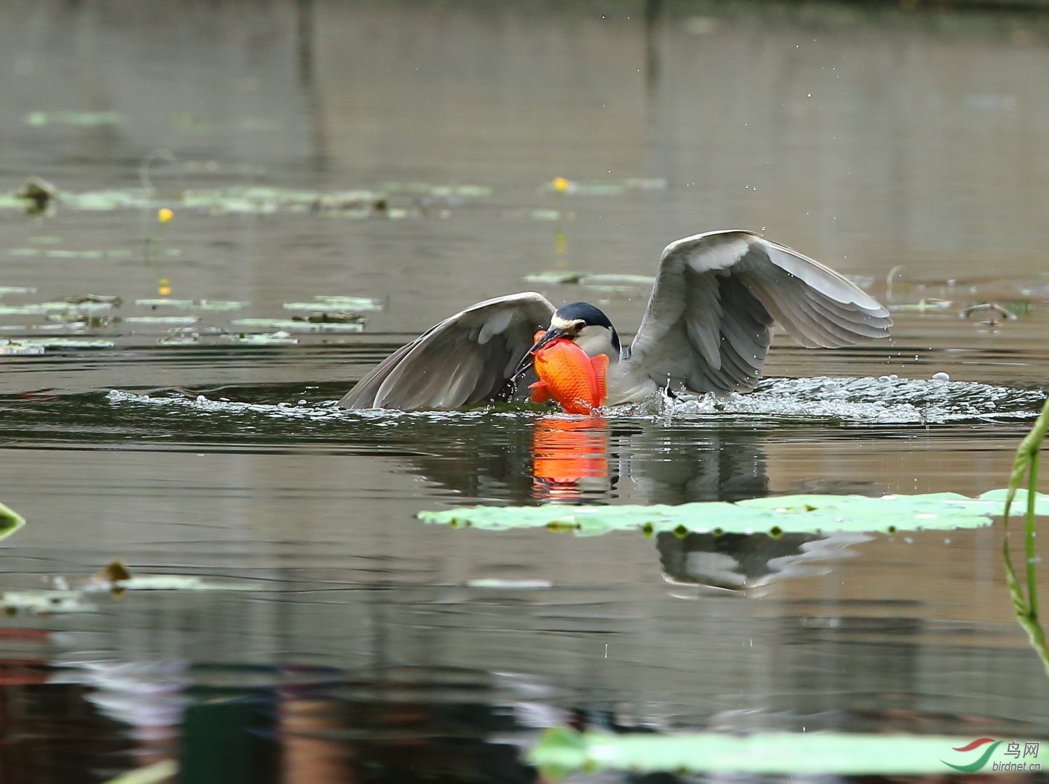 很笨拙的夜鹭这次收获可大了! - 广西版 Guang