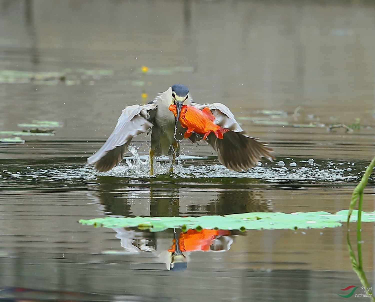 很笨拙的夜鹭这次收获可大了! - 广西版 Guang