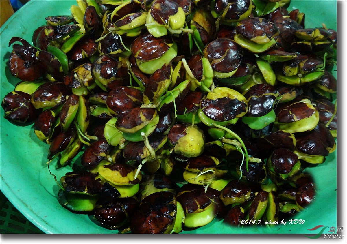 (黑黄阔嘴鸟)泰国南部的小鸟!