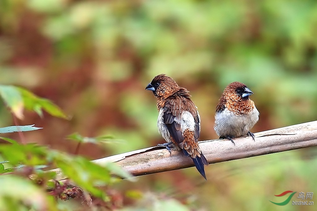 向前向后看(亚成文鸟) - 观鸟拍鸟之旅 Bird Trip