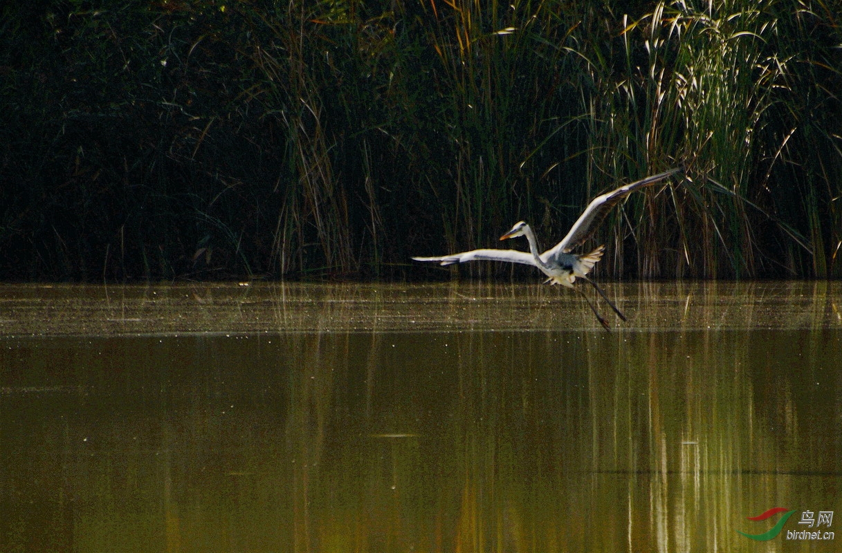 141014北京汉石桥湿地公园·苍鹭013_调整大小.jpg