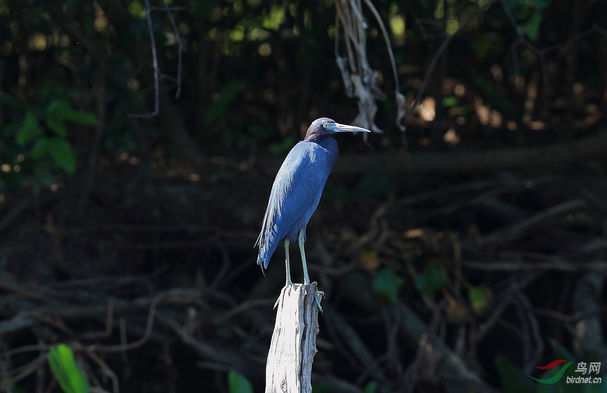 小蓝鹭little blue heron.jpg