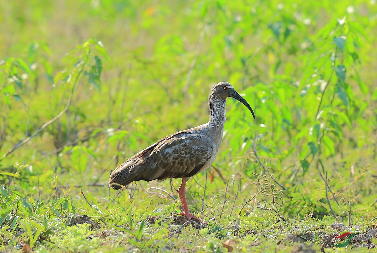 1铅色鹮plumbeous ibis.jpg