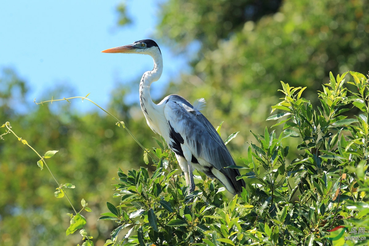 黑冠白颈鹭cocoi heron.jpg