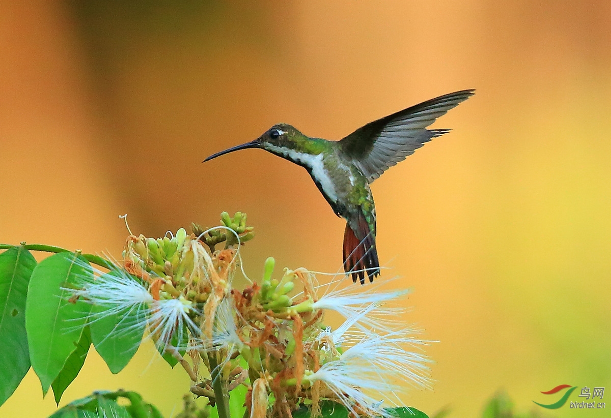 黑喉芒果蜂鸟雌black-throated mango.jpg