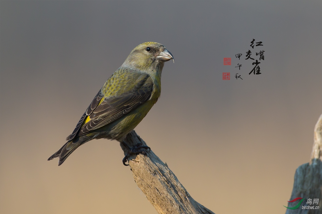 红交嘴雀(雌鸟)