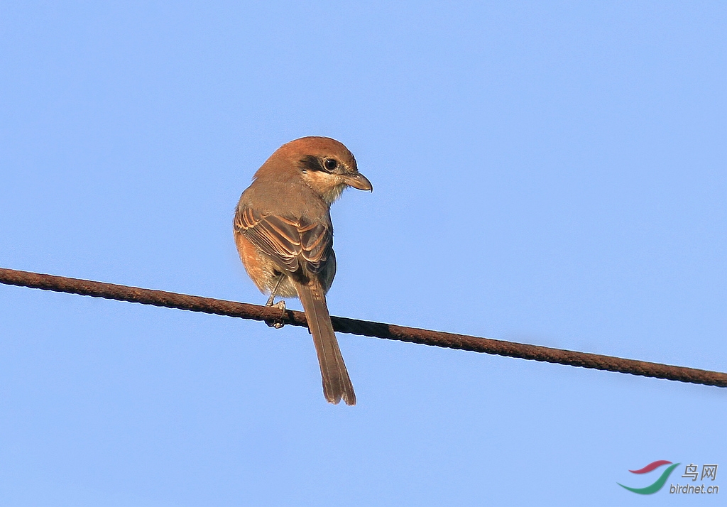 北京不常见的鸟种-牛头伯劳