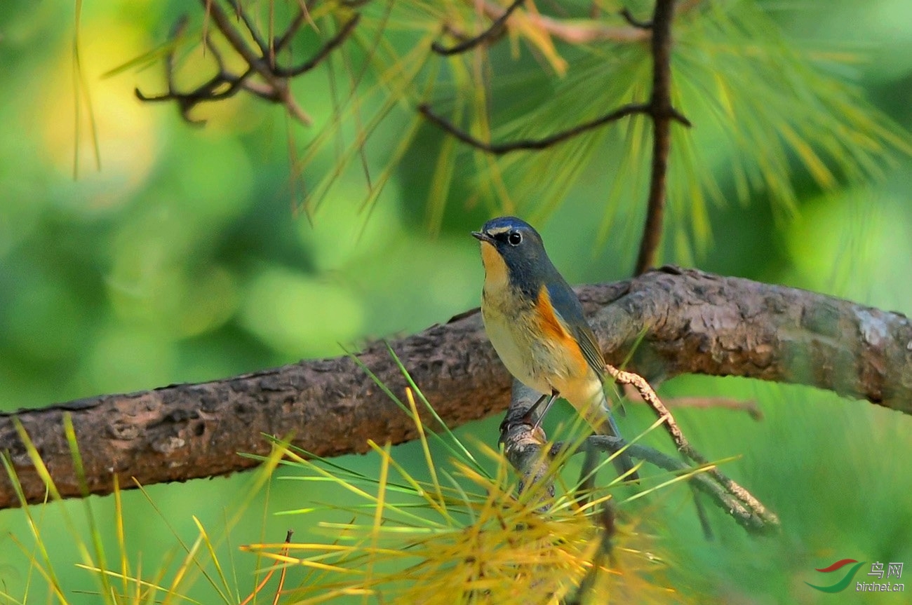 这厮就是不上桩 - 北京版 Beijing 鸟网