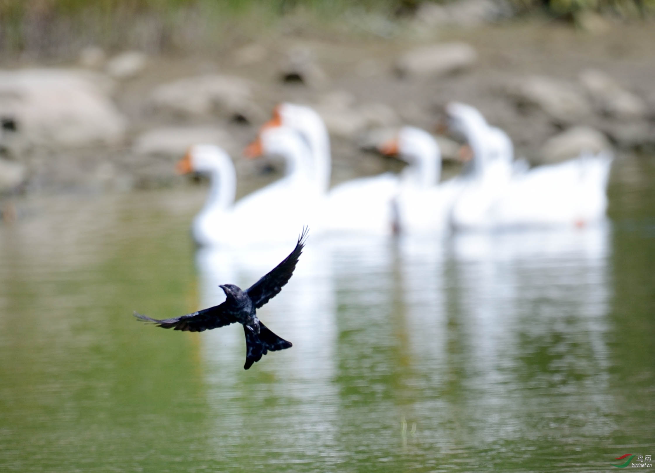 黑卷尾和大白鹅 - 林鸟版 Forest Birds 鸟网