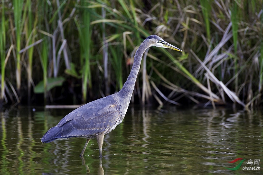 大蓝鹭的下午茶---随便抓几个小鱼打牙祭 - 北京版 Beijing 鸟网