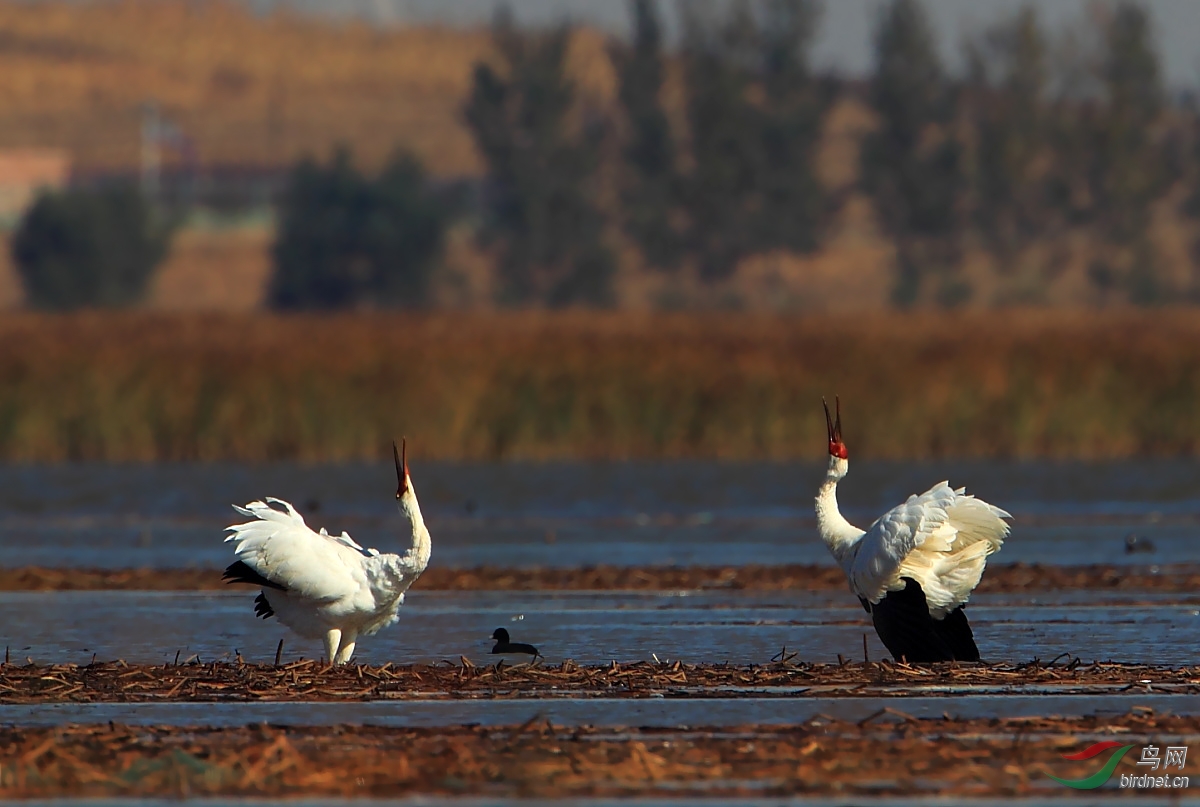 鹤鸣于九皋 声闻于天 - 辽宁版 Liaoning 鸟网