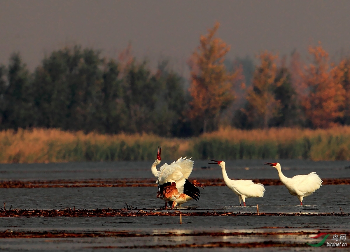 鹤鸣于九皋 声闻于天 - 辽宁版 Liaoning 鸟网