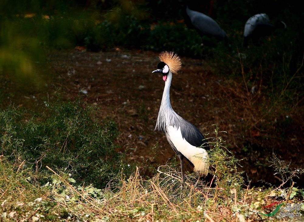 请问:这是什么鸟 - 鸟类识别 Bird Identification 