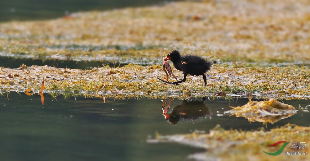 《黑水鸡》妈妈教我吃青蛙 - 鸟网文化\/鸟友纪实 Birdnet Culture 鸟网