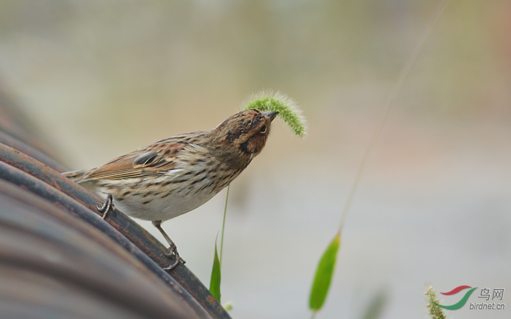 我的要求并不高 - 天津版 Tianjin 鸟网