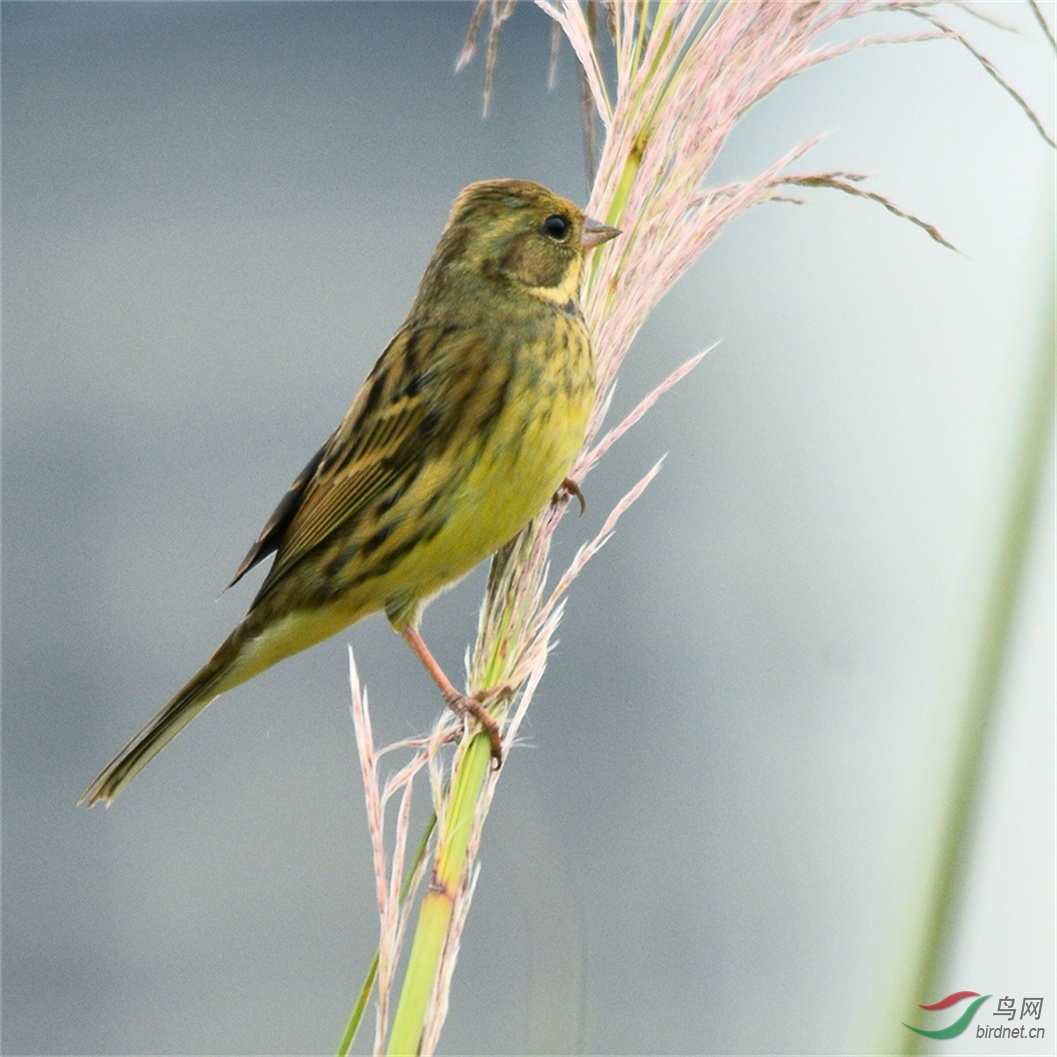最常见的鸟,不知鸟名