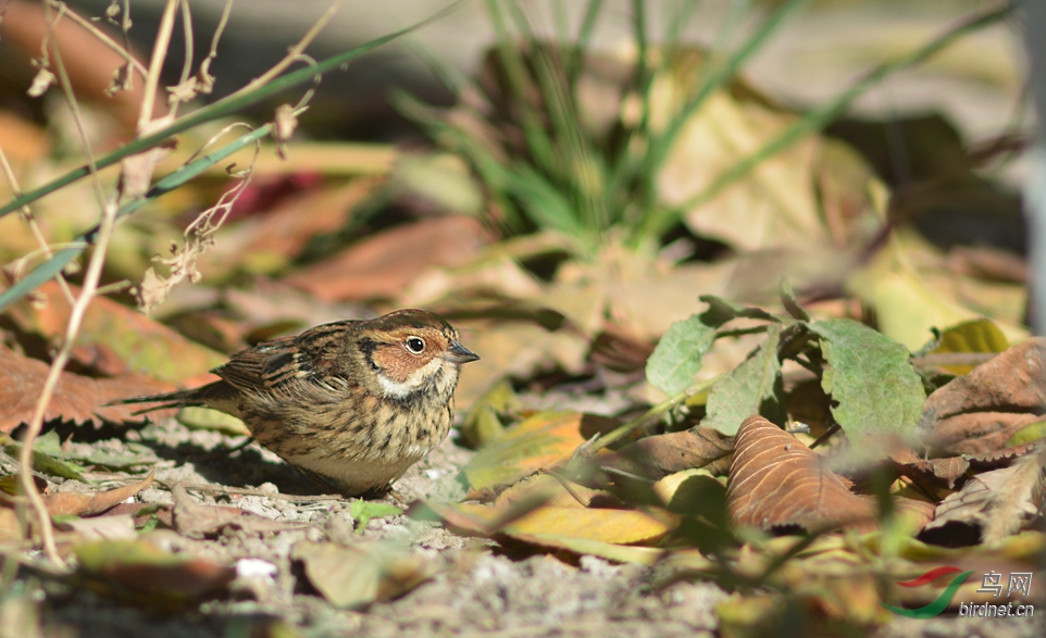我的要求并不高 - 天津版 Tianjin 鸟网