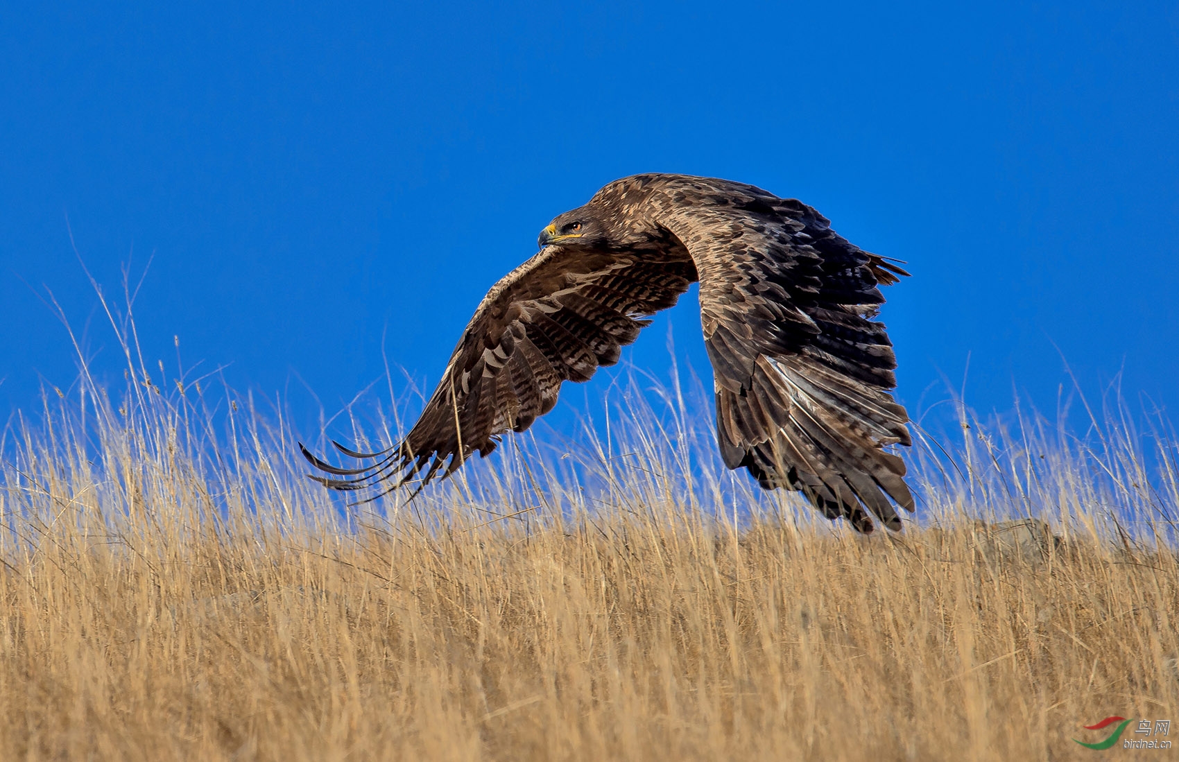 向往神鹰内蒙古版neimenggu