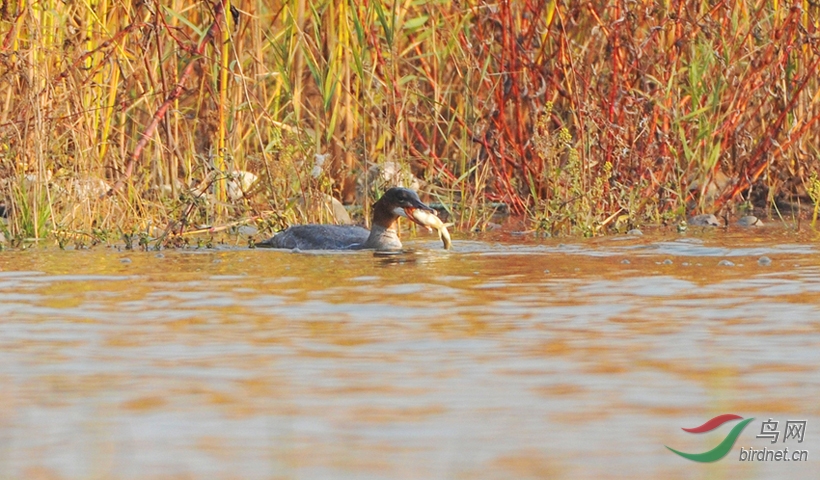 永定河畔普通秋沙鸭吃鱼 - 北京版 Beijing 鸟网