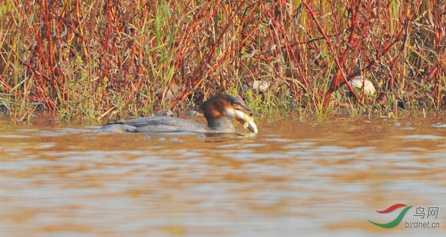 永定河畔普通秋沙鸭吃鱼 - 北京版 Beijing 鸟网