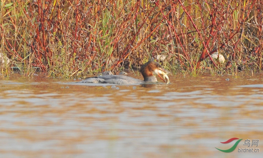 永定河畔普通秋沙鸭吃鱼 - 北京版 Beijing 鸟网