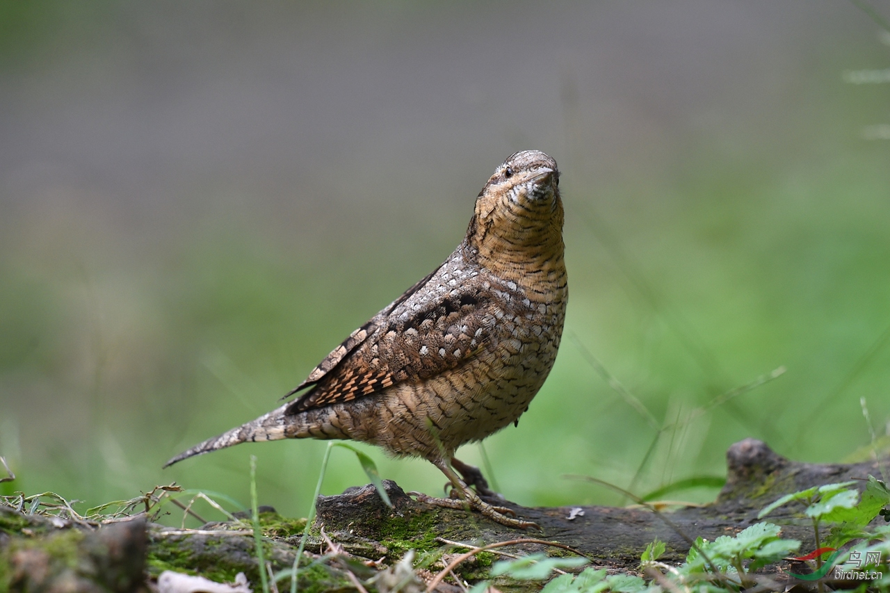 神气十足的蚁 - 四川版 Sichuan 鸟网