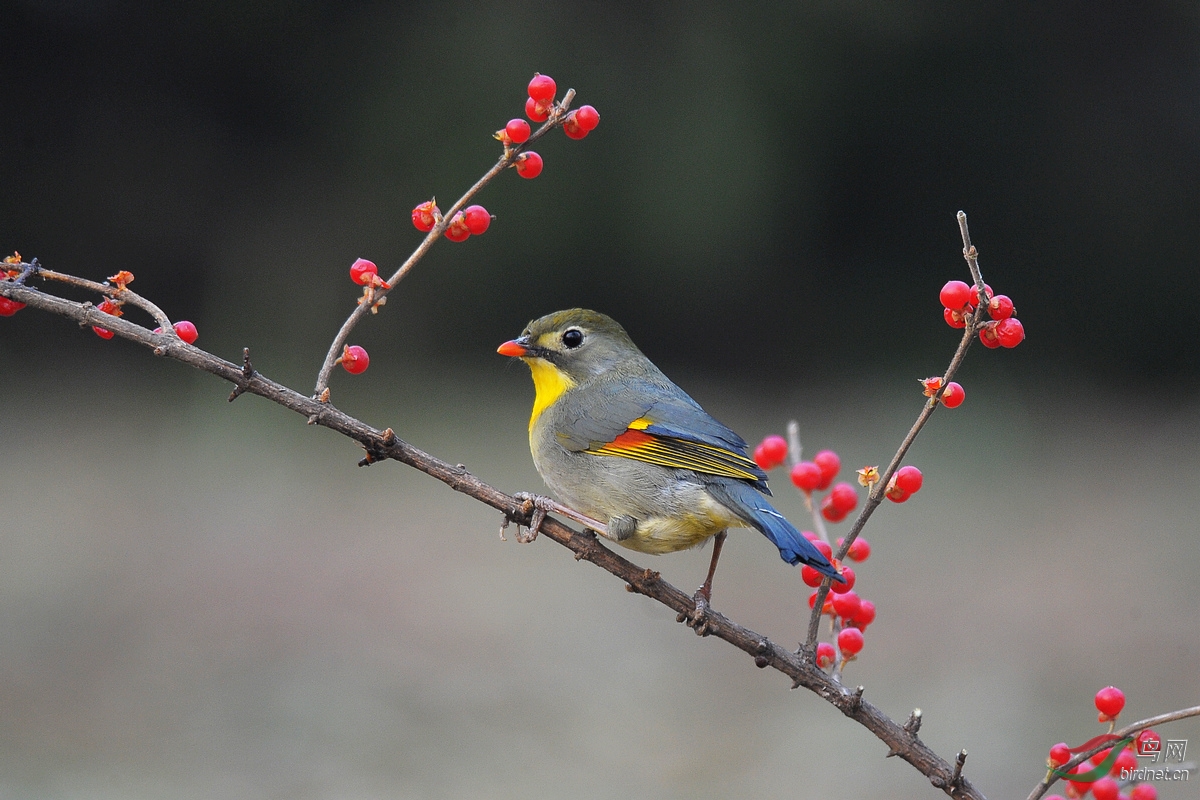 红豆相思 - 安徽版 Anhui 鸟网